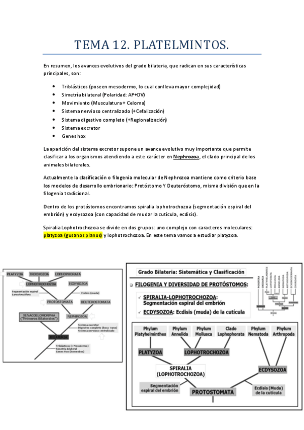 Miniatura del documento TEMA 12. PLATELMINTOS.pdf