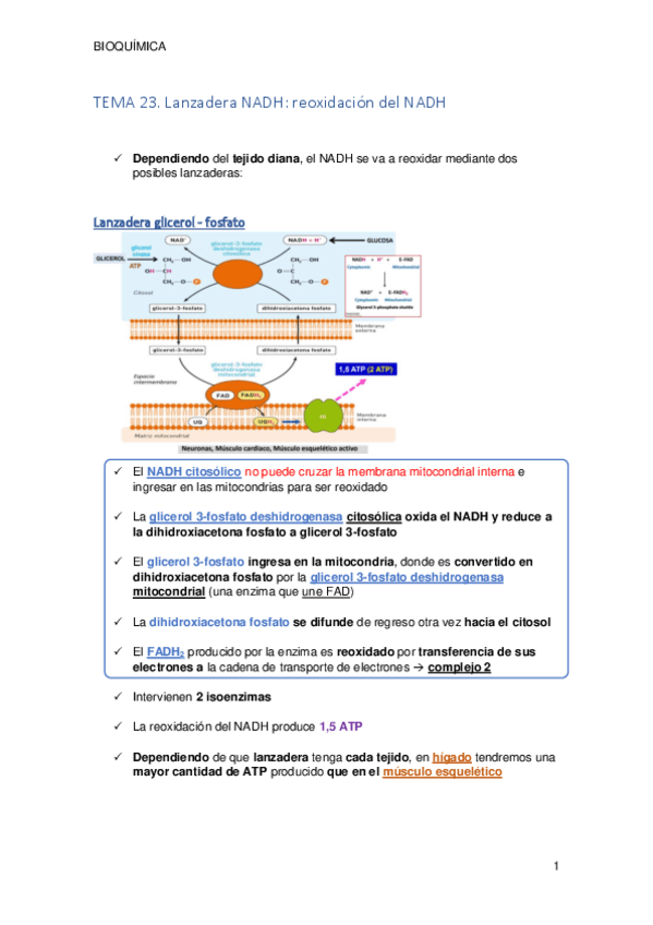 Miniatura del documento TEMA 23. Lanzadera NADH.pdf