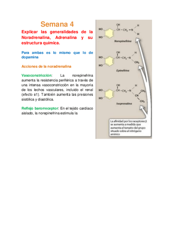 Miniatura del documento Bioca CDE Semana 4 - Adrenalina.pdf