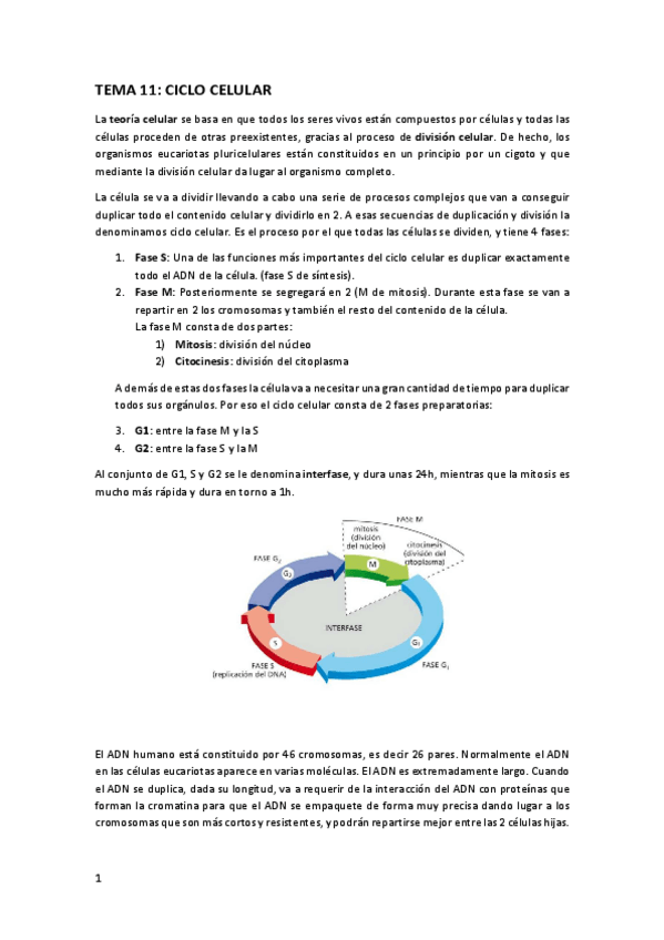 Miniatura del documento TEMA 11.pdf