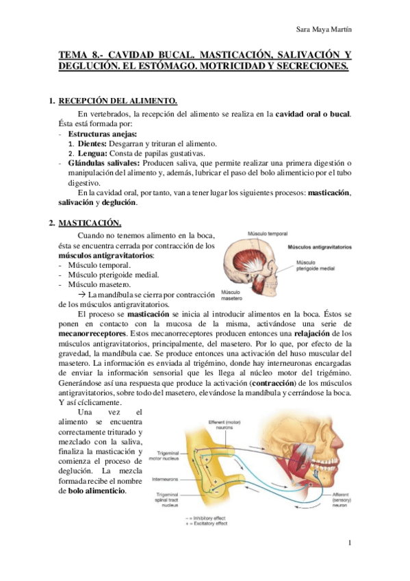 Miniatura del documento TEMA 8.- CAVIDAD BUCAL. MASTICACIÓN- SALIVACIÓN Y DEGLUCIÓN. EL ESTÓMAGO. MOTRICIDAD Y SECRECIONES..pdf