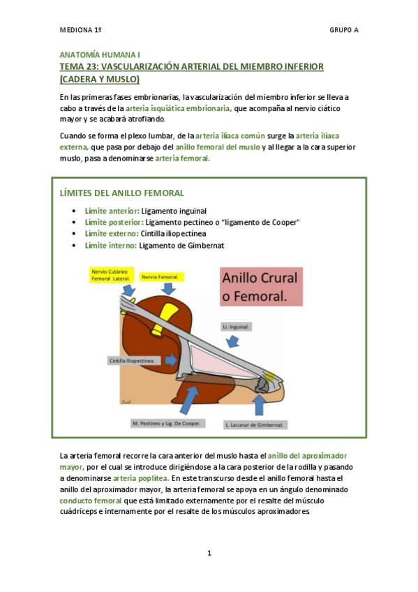 Miniatura del documento TEMA 23 - VASCULARIZACIÓN ARTERIAL DEL MIEMBRO INFERIOR (CADERA Y MUSLO).pdf