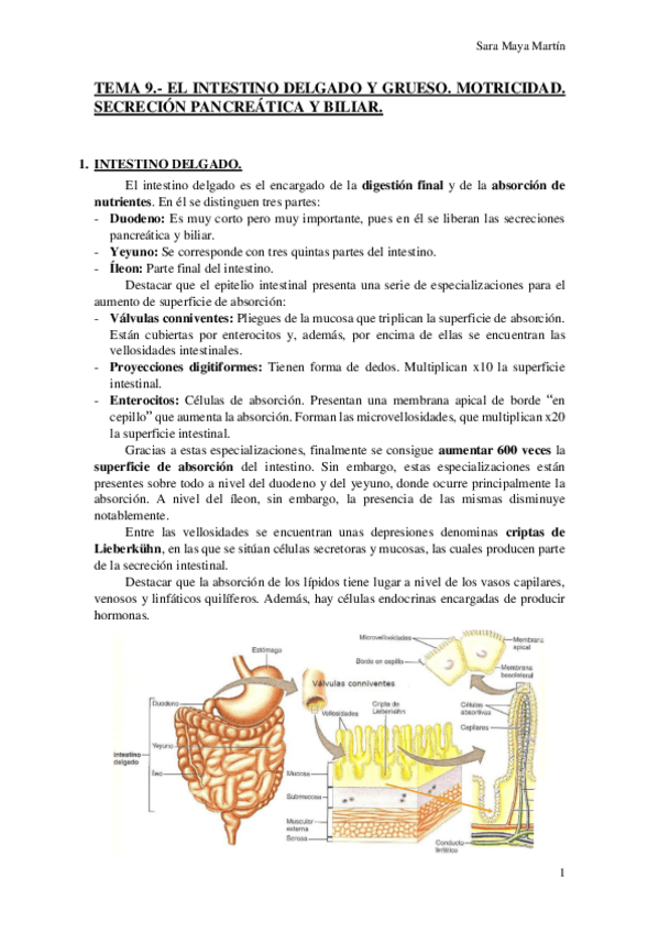 Miniatura del documento TEMA 9.- EL INTESTINO DELGADO Y GRUESO. MOTRICIDAD. SECRECIÓN PANCREÁTICA Y BILIAR..pdf