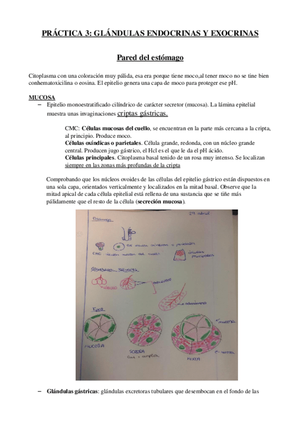 Miniatura del documento practica 3 histologia.odt