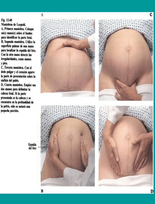 Miniatura del documento Maniobras de Leopold.pdf