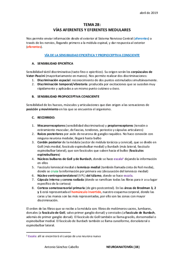 Miniatura del documento (28) Vías aferentes y eferentes medulares.pdf