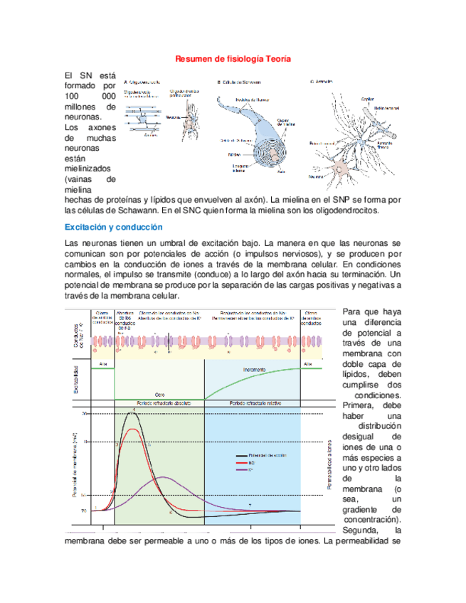 Miniatura del documento Resumen de fisiología Teoría Nervioso.pdf