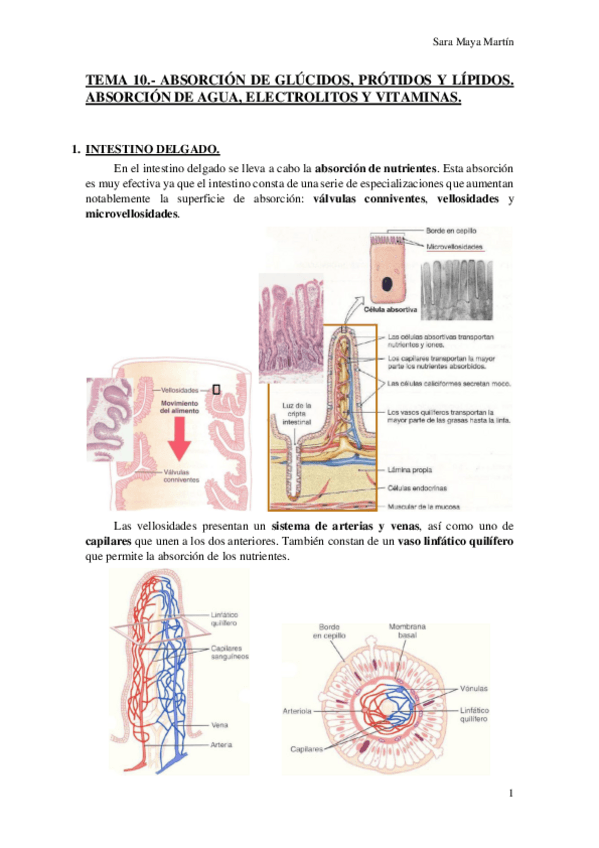 Miniatura del documento TEMA 10.- ABSORCIÓN DE GLÚCIDOS- PRÓTIDOS Y LÍPIDOS. ABSORCIÓN DE AGUA, ELECTROLITOS Y VITAMINAS..pdf