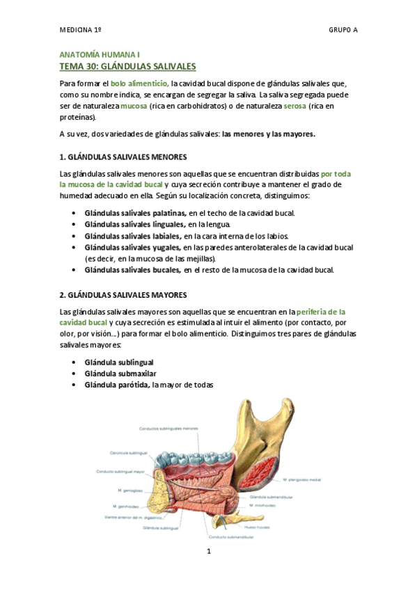 Miniatura del documento TEMA 30 - GLÁNDULAS SALIVALES.pdf