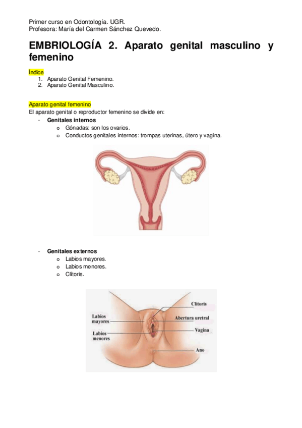 Miniatura del documento Embriología 2. Aparatos Genitales..pdf