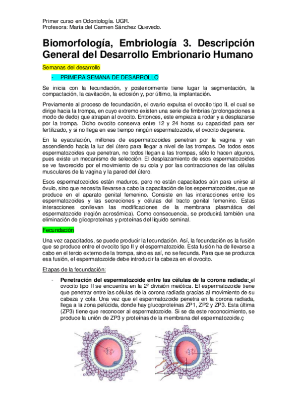 Miniatura del documento Embriología 3. Desarrollo Embrionario Humano..pdf
