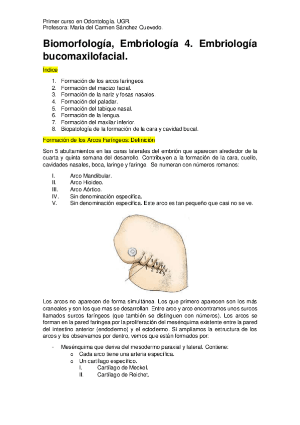 Miniatura del documento Embriología 4. Embriología Bucomaxilofacial..pdf