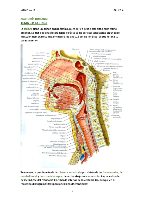 Miniatura del documento TEMA 31 - FARINGE.pdf