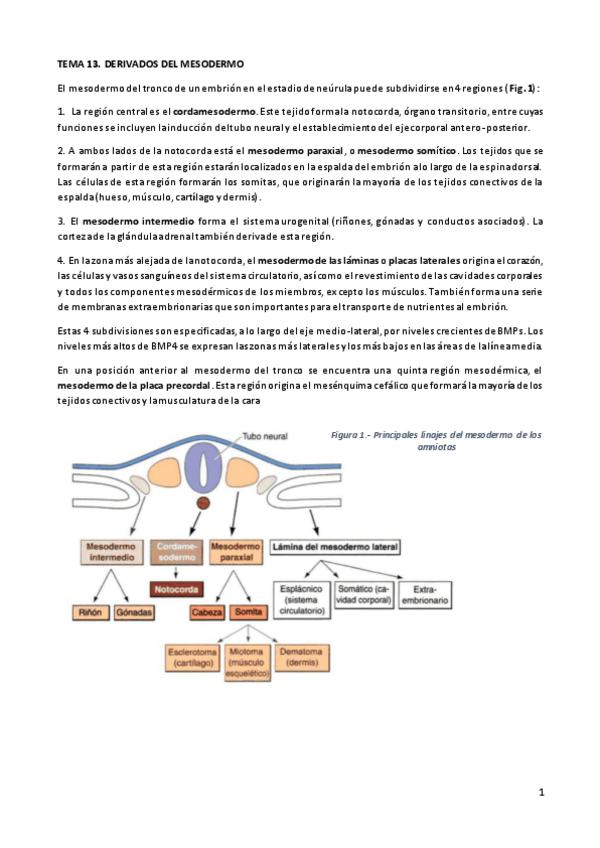 Miniatura del documento TEORÍA TEMA 13. DERIVADOS DEL MESODERMO.pdf