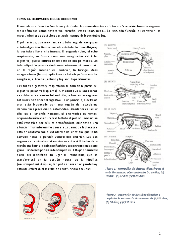Miniatura del documento TEORIA TEMA 14. DERIVADOS DEL ENDODERMO.pdf
