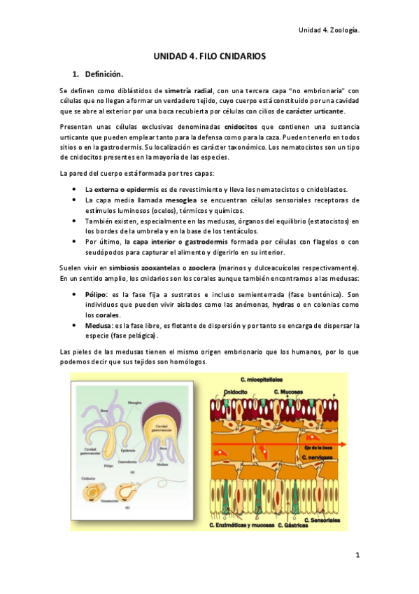 Miniatura del documento Unidad 4zoologia.pdf