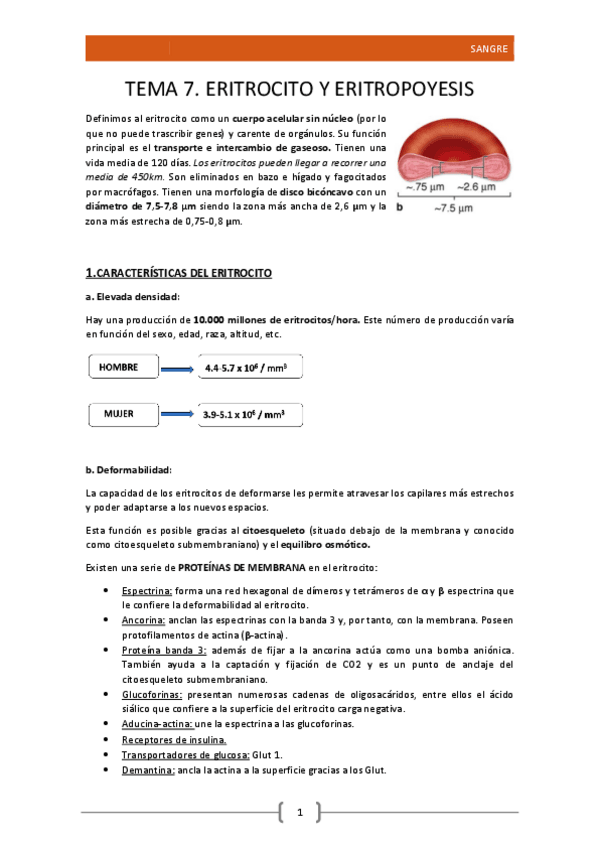Miniatura del documento 7.Eritrocito y Eritropoyesis.pdf
