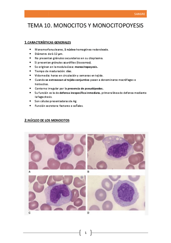 Miniatura del documento 10.Monocitos y Monopoyesis.pdf