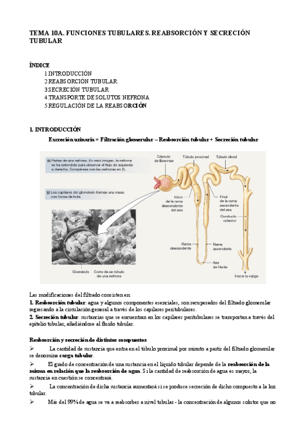 Miniatura del documento Fisio 10A.pdf