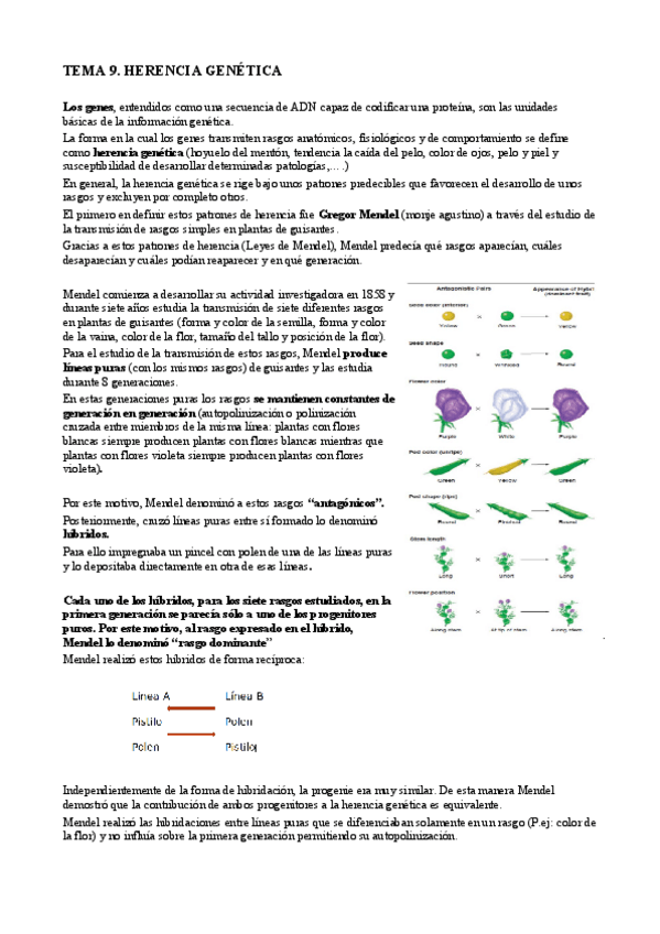 Miniatura del documento T9. Herencia genética.pdf