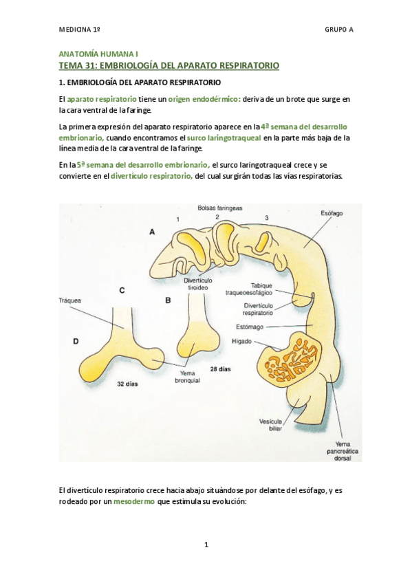 Miniatura del documento TEMA 32 - EMBRIOLOGÍA DEL APARATO RESPIRATORIO.pdf