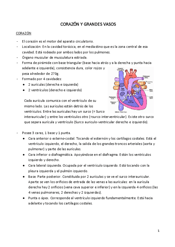 Miniatura del documento CORAZÓN. GRANDES VASOS.pdf