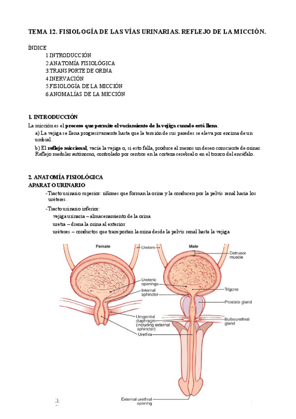 Miniatura del documento T12. Micción.pdf
