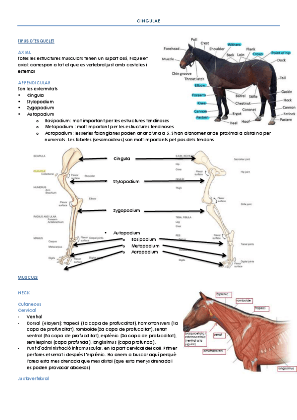 Miniatura del documento CINGULAE.pdf