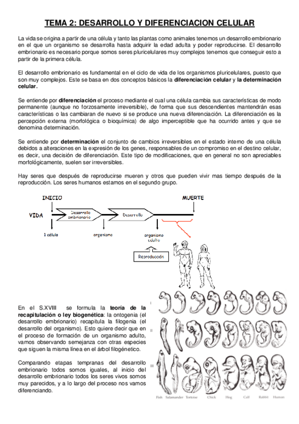 Miniatura del documento TEMA 2 desarrollo embrionario.pdf