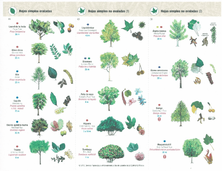 Miniatura del documento Guia de Campo Arboles.pdf