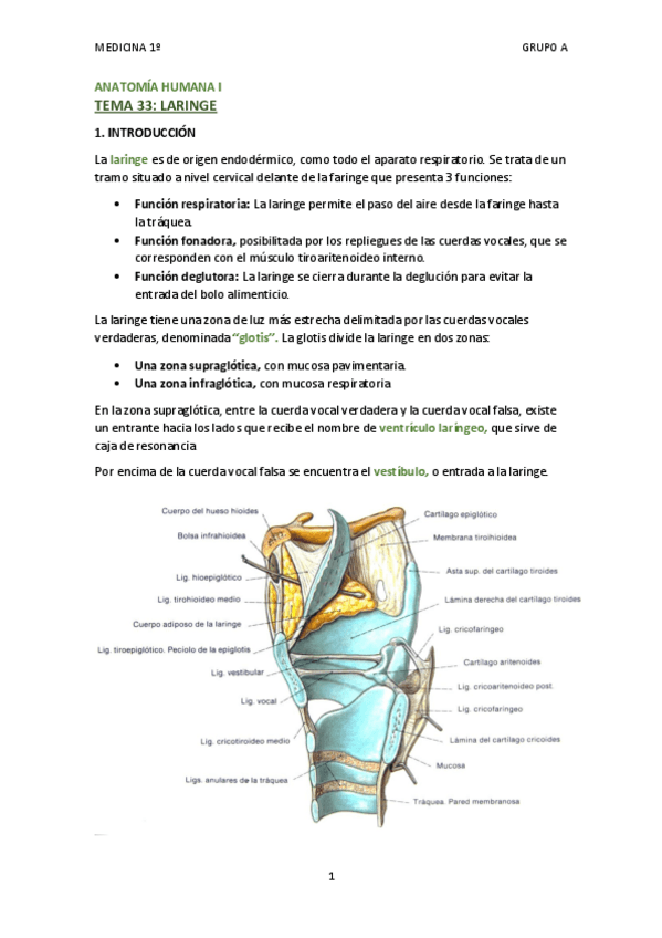 Miniatura del documento TEMA 33 - LARINGE.pdf
