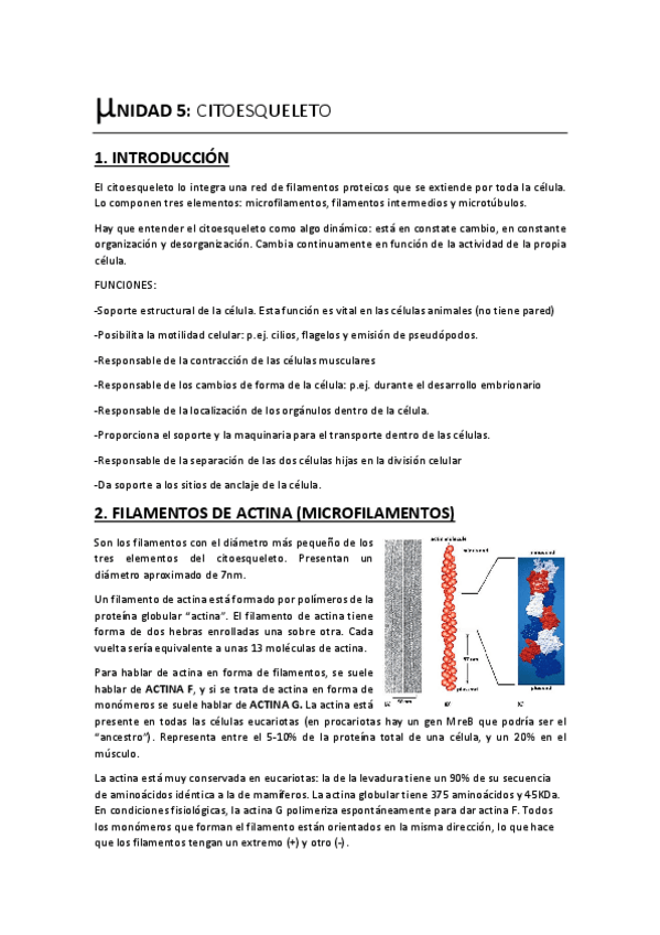 Miniatura del documento Unidad 5. El Citoesqueleto.pdf