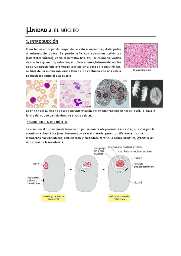 Miniatura del documento Unidad 3. El Núcleo.pdf