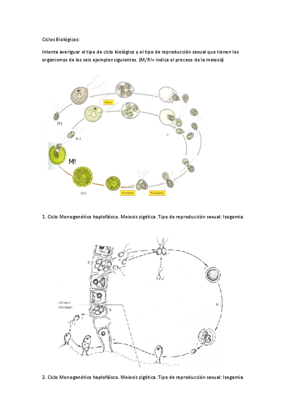 Miniatura del documento Problemas ciclos biológicos.pdf