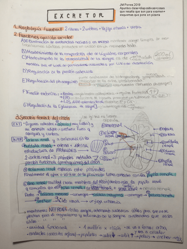Miniatura del documento EXCRETOR PORRES 2019.pdf