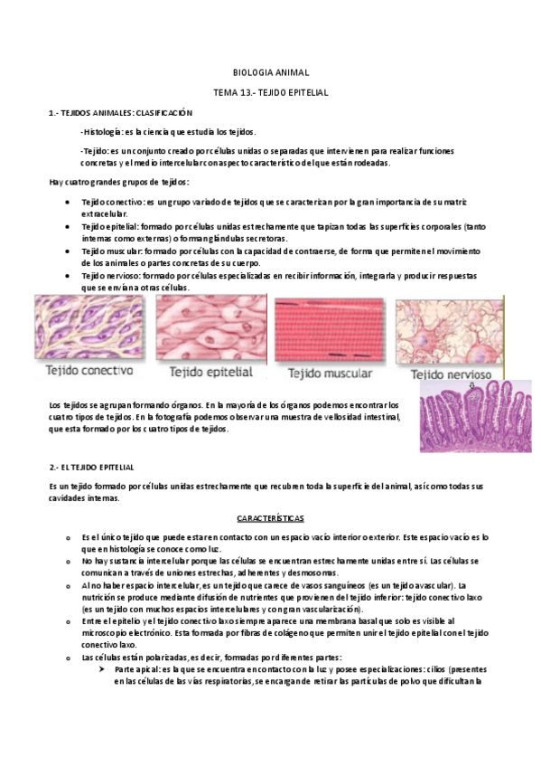 Miniatura del documento TEMA 13.- TEJIDO EPITELIAL.pdf