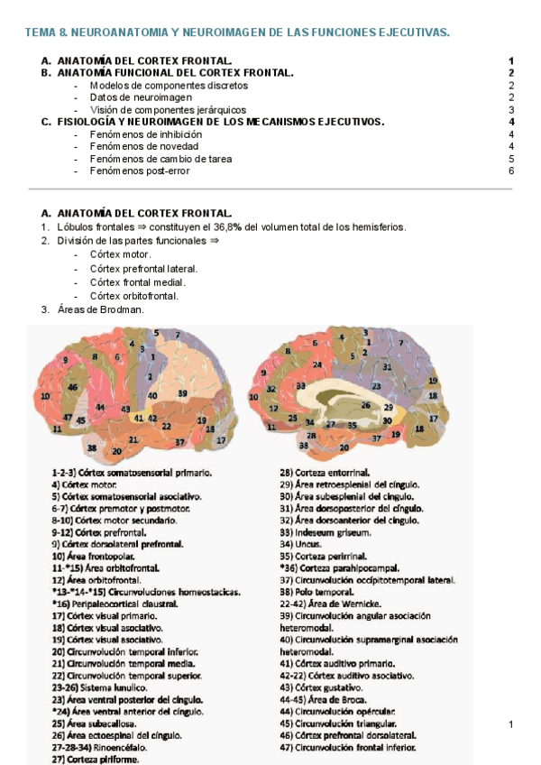 Miniatura del documento TEMA 8. NEUROANATOMIA Y NEUROIMAGEN DE LAS FUNCIONES EJECUTIVAS. .pdf