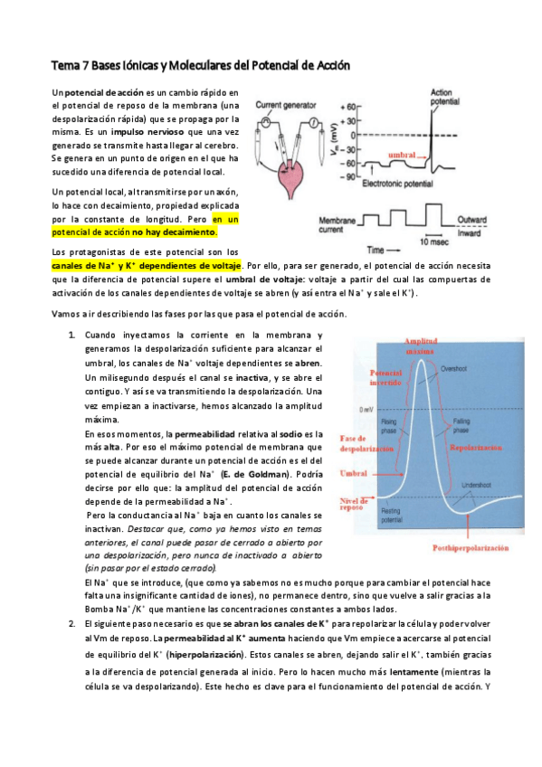 Miniatura del documento Tema 7 Wuolah..pdf