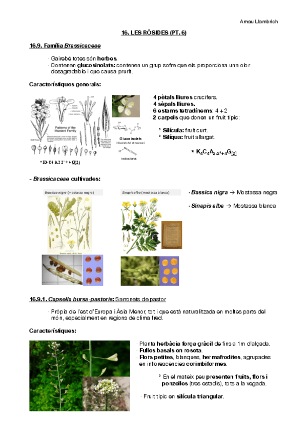 Miniatura del documento Apunts botànica farmacèutica (Tema 16 pt.6).pdf