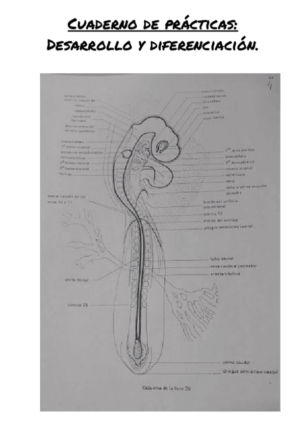 Miniatura del documento Cuaderno de prácticas_ (1).pdf