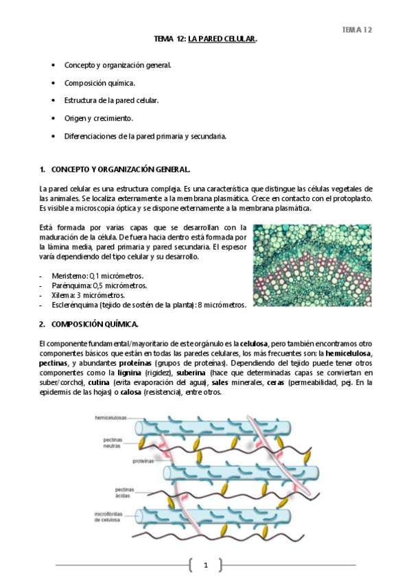 Miniatura del documento TEMA 12 BC.pdf