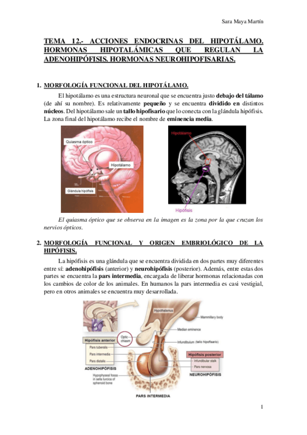 Miniatura del documento TEMA 12.- ACCIONES ENDOCRINAS DEL HIPOTÁLAMO. HORMONAS HIPOTALÁMICAS QUE REGULAN LA ADENOHIPÓFISIS. HORMONAS NEUROHIPOFISARIAS..pdf