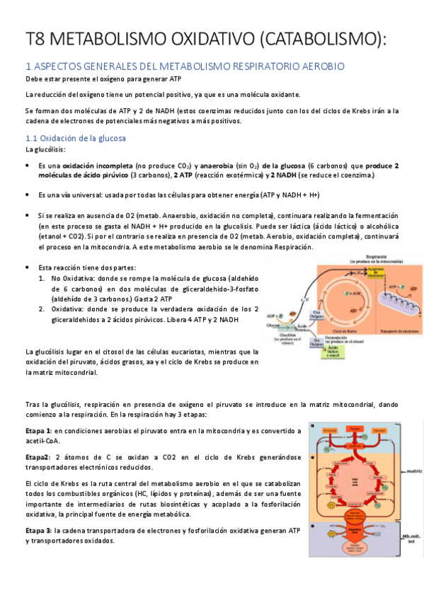 Miniatura del documento TEMA 8 METABOLISMO OXIDATIVO.pdf