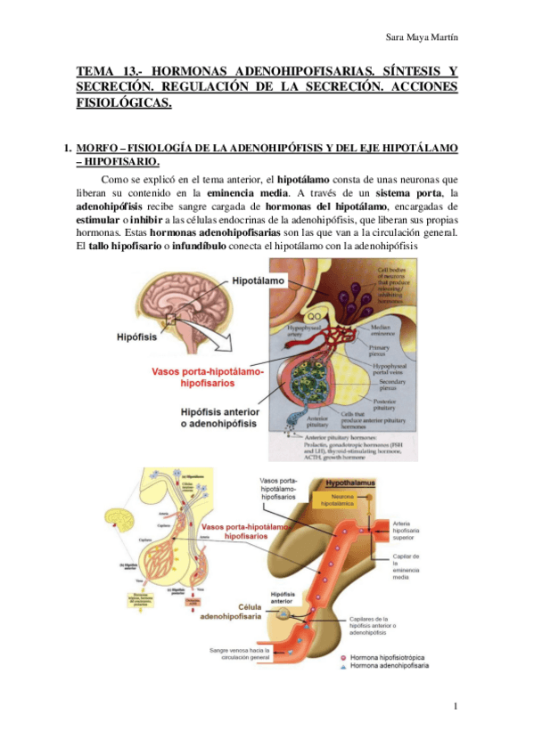 Miniatura del documento TEMA 13.- HORMONAS ADENOHIPOFISARIAS. SÍNTESIS Y SECRECIÓN. REGULACIÓN DE LA SECRECIÓN. ACCIONES FISIOLÓGICAS..pdf