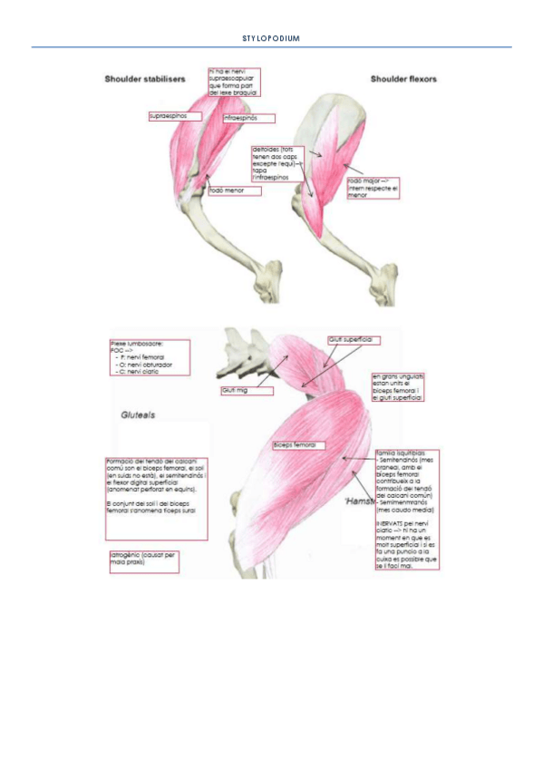 Miniatura del documento STYLOPODIUM.pdf