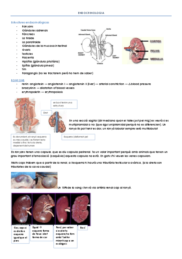 Miniatura del documento ENDOCRINOLOGIA i PATOLOGIES ENDOCRINES.pdf