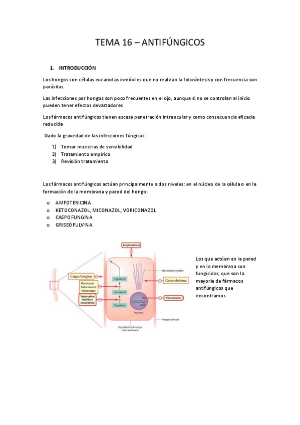 Miniatura del documento TEMA 16 - ANTIMICÓTICOS.pdf