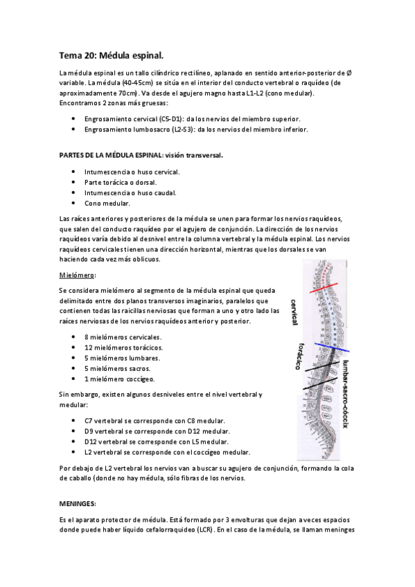 Miniatura del documento Tema 20- médula espinal.pdf