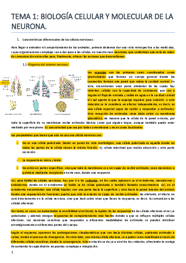Miniatura del documento Primera parte Agustín Neuro.pdf
