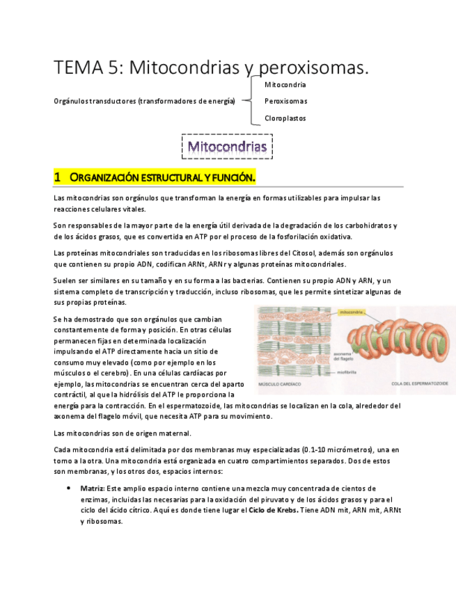 Miniatura del documento TEMA 5.pdf